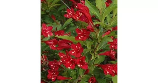 Weigela 'Red Prince' 20-30cm VKR2 L : Vhv-eshop.cz