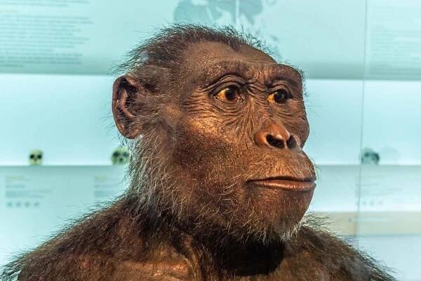 Fossil proteins may soon reveal how we're related to Australopithecus