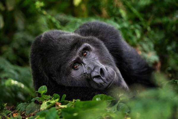 velká stříbrná horská gorila, gorila beringei beringei, leží v podrostu lesa bwindi impenetrable v ugandě. - horská gorila - stock snímky, obrázky a fotky