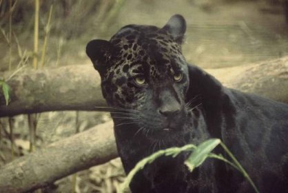 Soubor:Black jaguar (1).jpg – Wikipedie