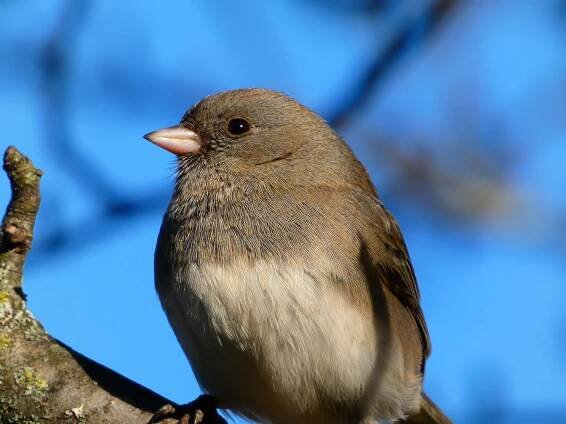 File:Dark-Eyed Junco.jpg