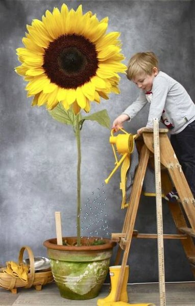 a young boy is watering water on a sunflower with the caption, bon dida