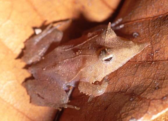 Ceratobatrachus guentheri Solomon Islands leaf frog