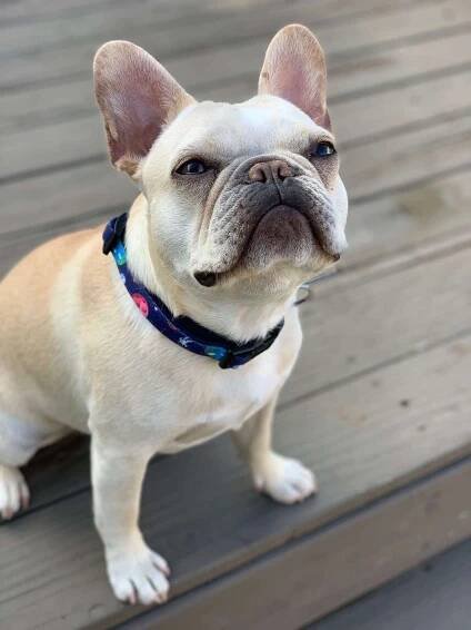 Outer Space Collection – The Frenchie Supply Company