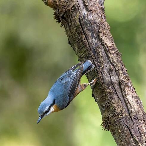 bezplatná Brhlík brhlík posazený na stromě v přírodním prostředí s živým peřím. Základová fotografie