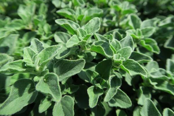 Oregano (Dobromysl) obecné 'Poncho'