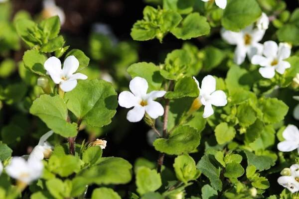 Bacopa monnieri (brahmi) - bylina prospěšná pro celé tělo 1