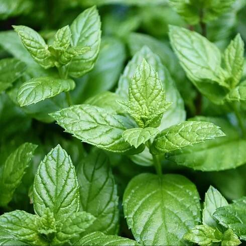 Peppermint - Image 2
