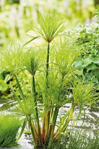 Šáchor papírodárný (Cyperus papyrus) "Percamentus" keř, pr. kv. 18 cm
