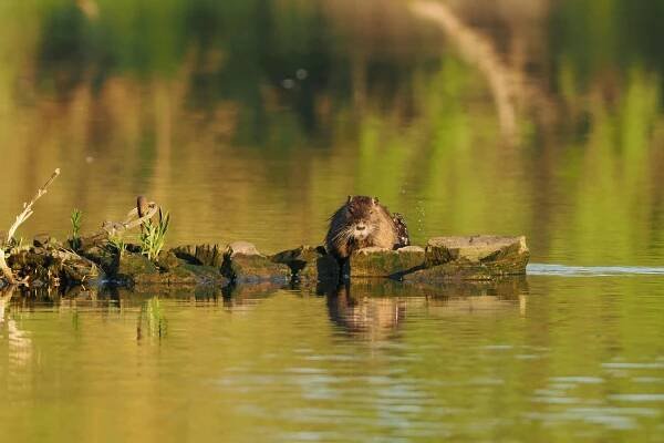 Základová fotografie na téma ekosystém, hnědá, hrdzavý řetěz, jezero, klid, klidná scéna, klidná voda, klidný, krajina