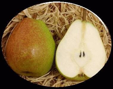 Recept: Hruškové víno
