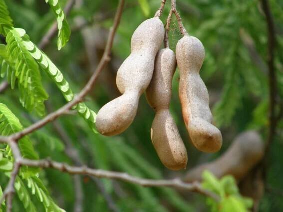 Víte, co je tamarind? - ČeskoZdravě.cz