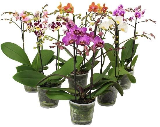 GROW by OBI Orchidej motýlokvětá "Phalaenopsis", různé druhy, pr. 12 x 35-50 cm