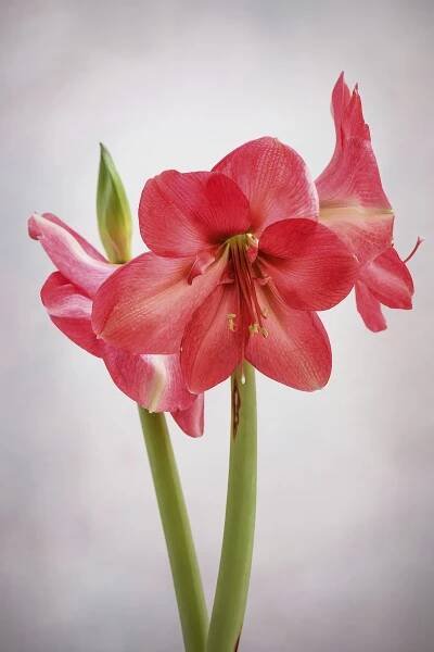 Hippeastrum ‘Lagoon’ The huge, rich-pink flowers with wide petals make this amaryllis really stand out. Often producing two stems, this cultivar has all the characteristics expected from the Galaxy Group. 60cm. AGM. RHS H2.