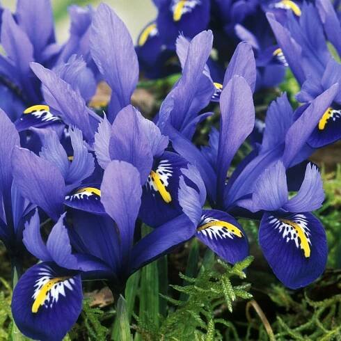 15 great plants for small gardens