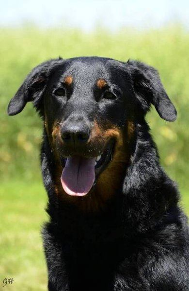 Beauceron klub