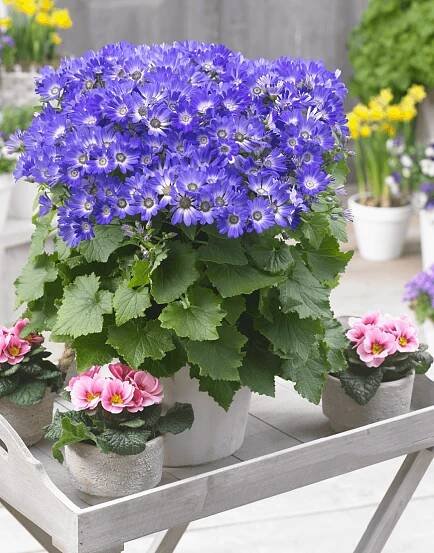 Senetti-Magic-Blue-05.png