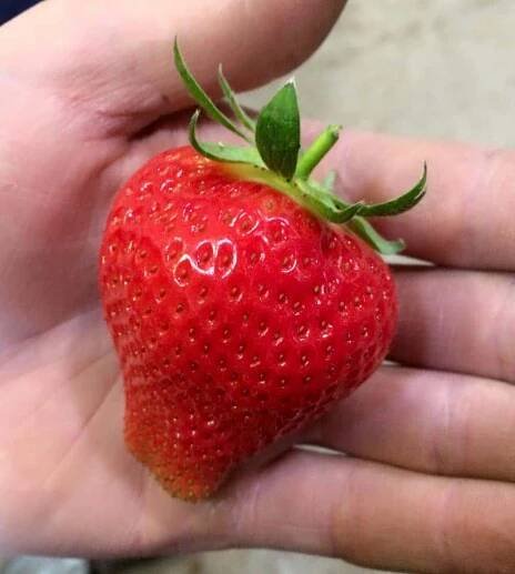 Our Crops – W Glen Limited