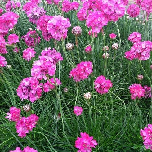 Portland Plant Delivery — Lumo Landscape Design