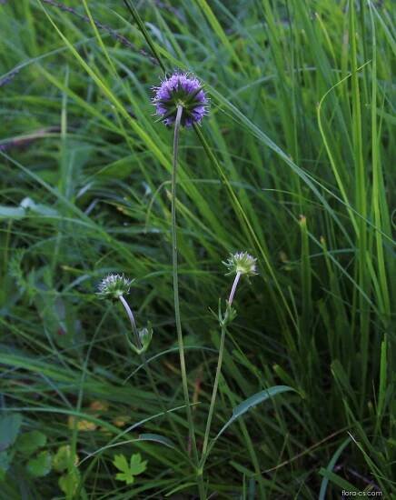 Chrastavec lesní (Knautia maxima)
