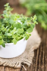 7 Types Of Oregano For Your Garden and Kitchens
