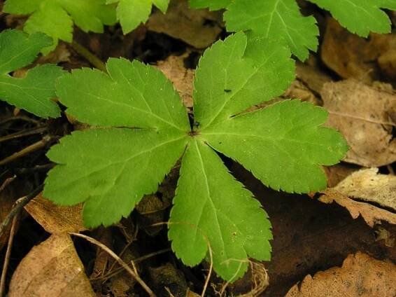 Sanicula europaea