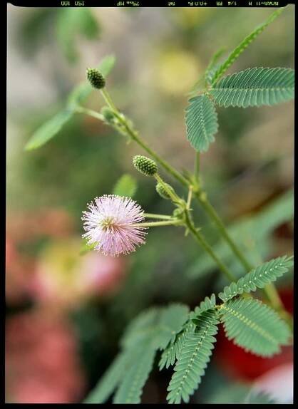 Citlivka/Mimosa pudica