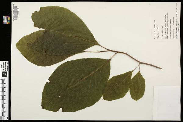 Magnolia acuminata - Species Page - APA: Alabama Plant Atlas 
