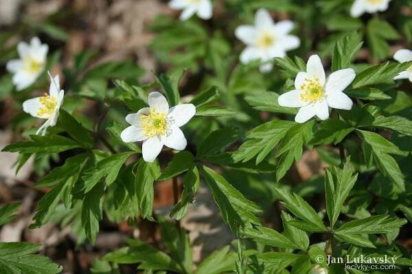 Sasanka hajní - Anemone nemorosa