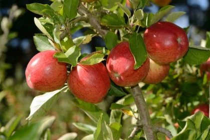 braeburn jablka - jablko breaburn - stock snímky, obrázky a fotky