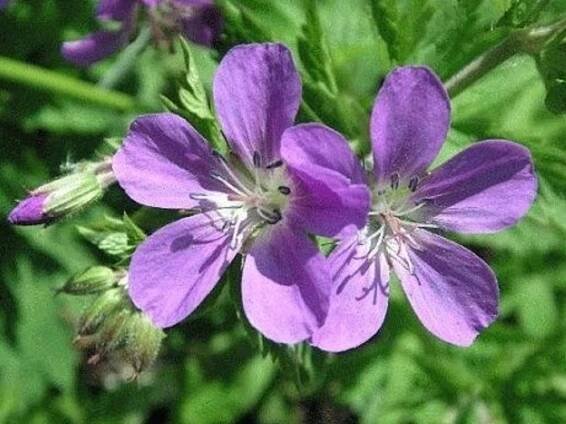 myflower