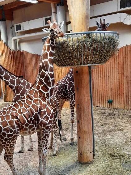 Výtvarníci ZUŠ Jilemnice v ZOO Dvůr Králové nad Labem - Oficiální stránky Základní umělecká škola Jilemnice