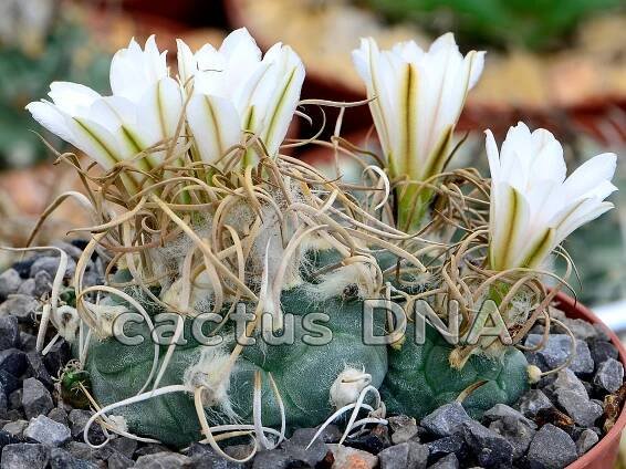 Turbinicarpus macrochele v. kupsakii