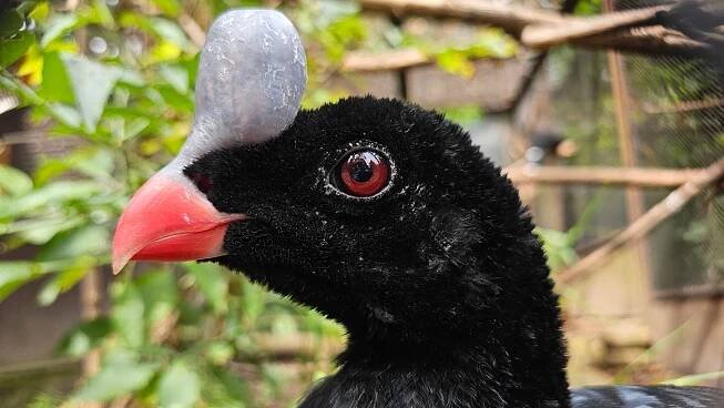 Na návštěvě Zoo Bojnice, nejstarší a nejnavštěvovanější zoologické zahrady na Slovensku – Ararauna.cz