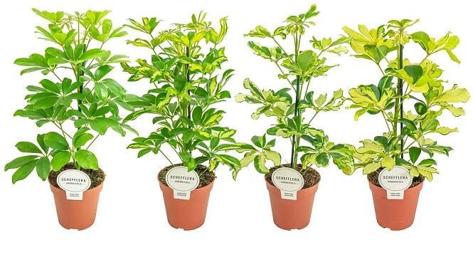 Šeflera dlanitolistá (Schefflera arboricola) různé odrůdy 40 cm, pr. 13 cm nakoupit u OBI