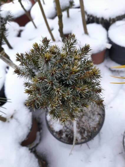 Prodej stromků Jihlava > Jehličnany mateční rostliny > Picea-Smrk > Picea Omorika "Mikrus"