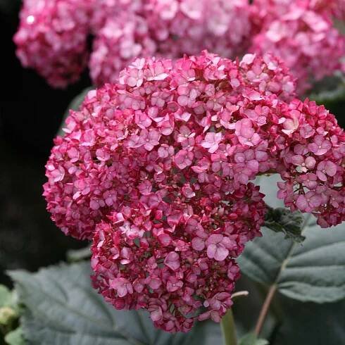Hydrangea anabel růžová