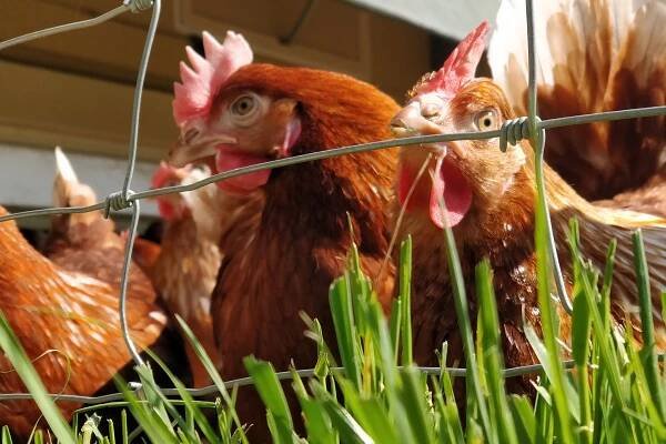 Ecotera | Huevos ecológicos