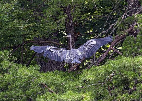 Great Blue Heron | Mike Powell
