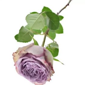 Fialová růže DOLCETTO! 40cm (XL)