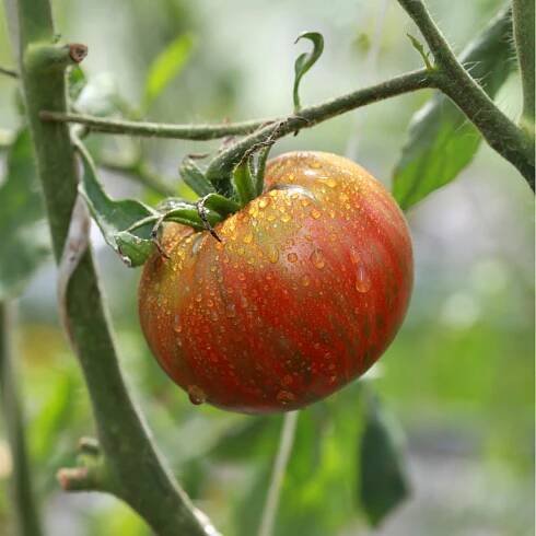 BIO semená paradajok – tyčková paradajka Tigerella – Solanum lycopersicum