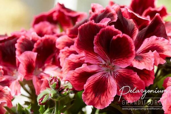 Inspiration Regal Geranium | Pelargonium Grandiflorum