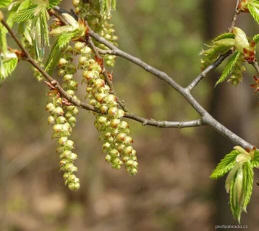 Carpinus betulus L. (habr obecný)