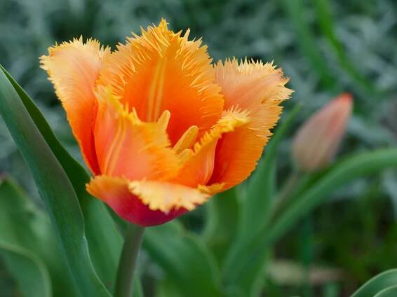 Tulipán cibule, Tulipa Lambada, Jacek, 5 ks, skladem | ZAZUMi.cz