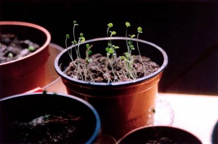 Kelímky, květináčky, skleníčky aneb v čem je nejlepší předpěstovávat malé rostlinky?