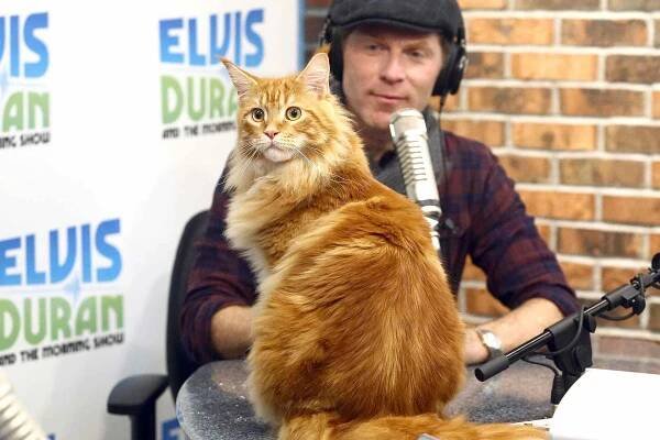 NEW YORK, NY - NOVEMBER 23: (EXCLUSIVE COVERAGE) Celebrity chef Bobby Flay and his cat Nacho Flay visit "The Elvis Duran Z100 Morning Show" at Z100 Studio on November 23, 2015 in New York City.