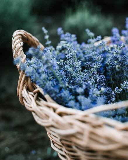 Bleuquet | Florals