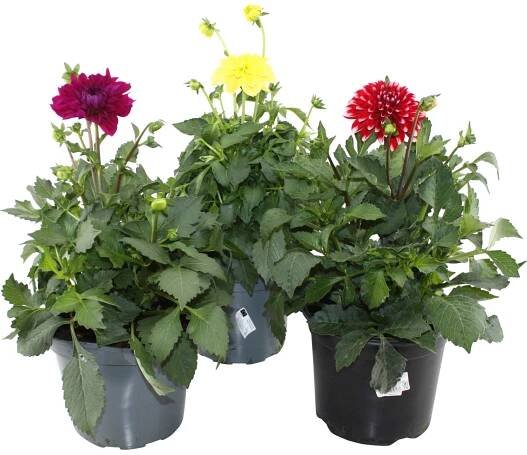 OBI Jiřina "Dahlegria" průměr květináče cca 19 cm Dahlia Hybride