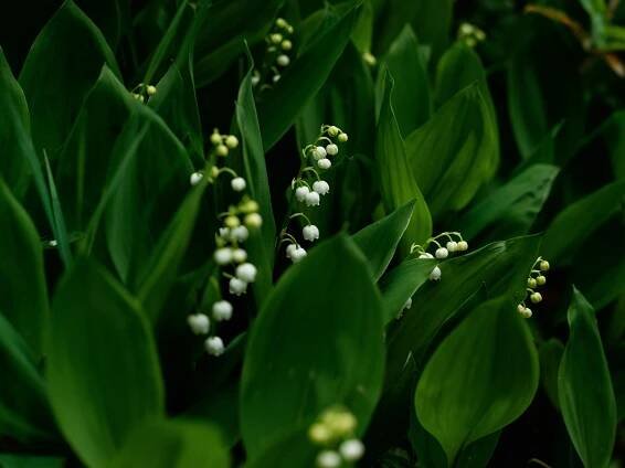 Green Desktop Backgrounds – Fotky a videa sesbíraná uživateli Lisa from Pexels (celkem 73)