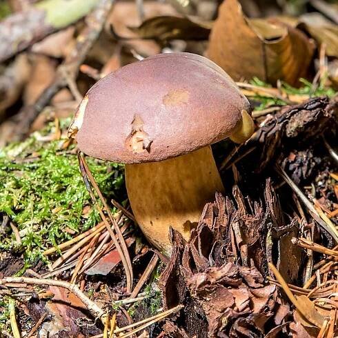 Aureoboletus projectellus tvoří mykorhizu s u nás rotoucími borovicemi, stejně jako hřib hnědý